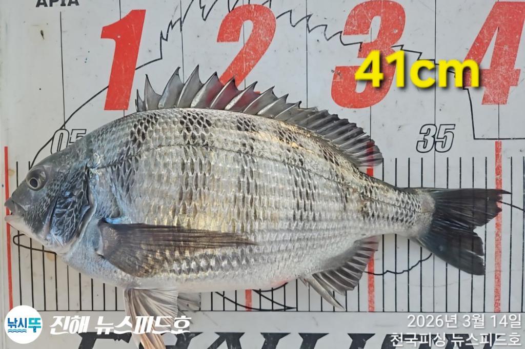 낚시뚜,감성돔,진해행암항,진해 뉴스피드호,낚시뚜1