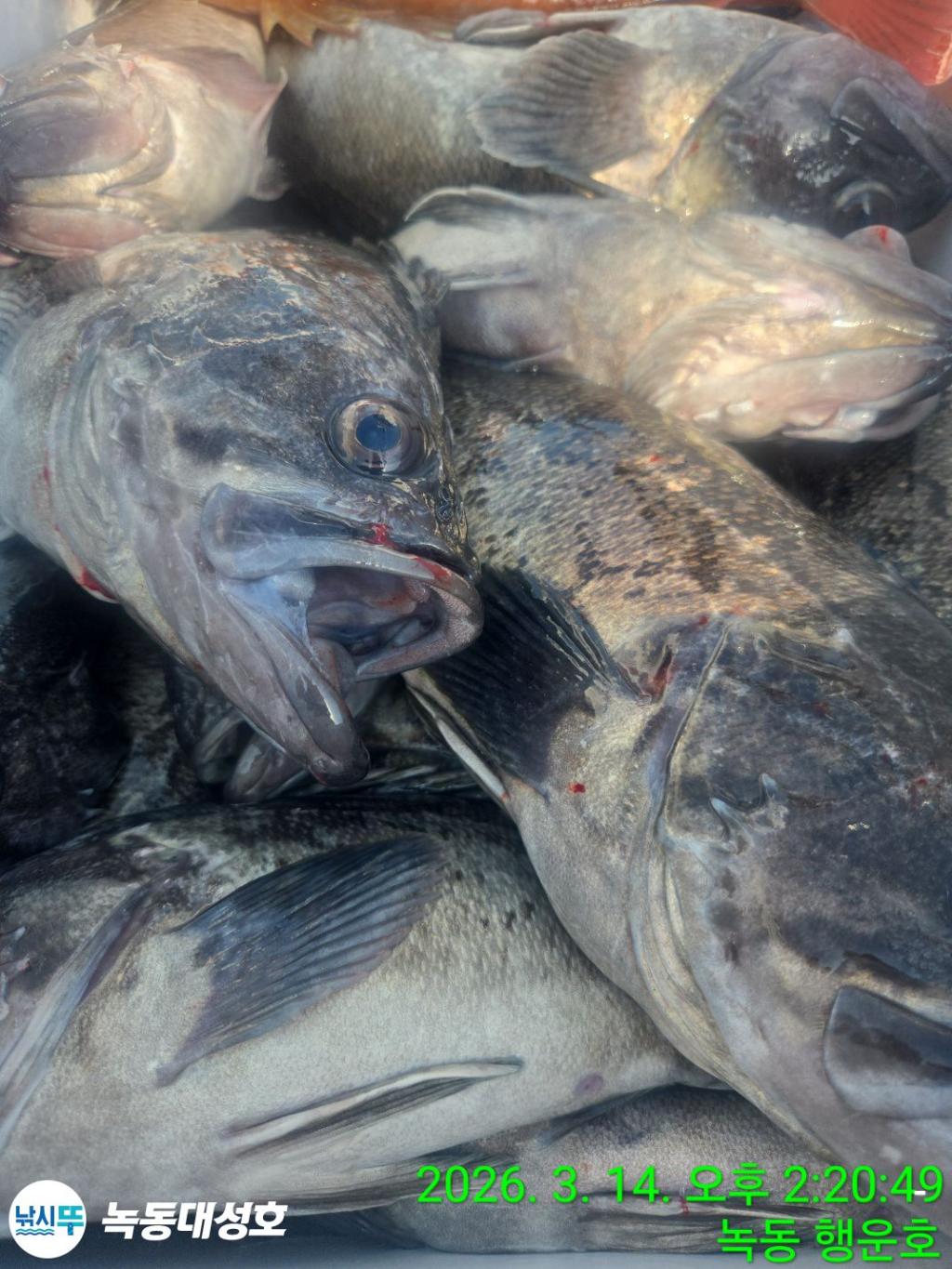 낚시뚜,우럭,열기,녹동항,녹동대성호,낚시뚜68