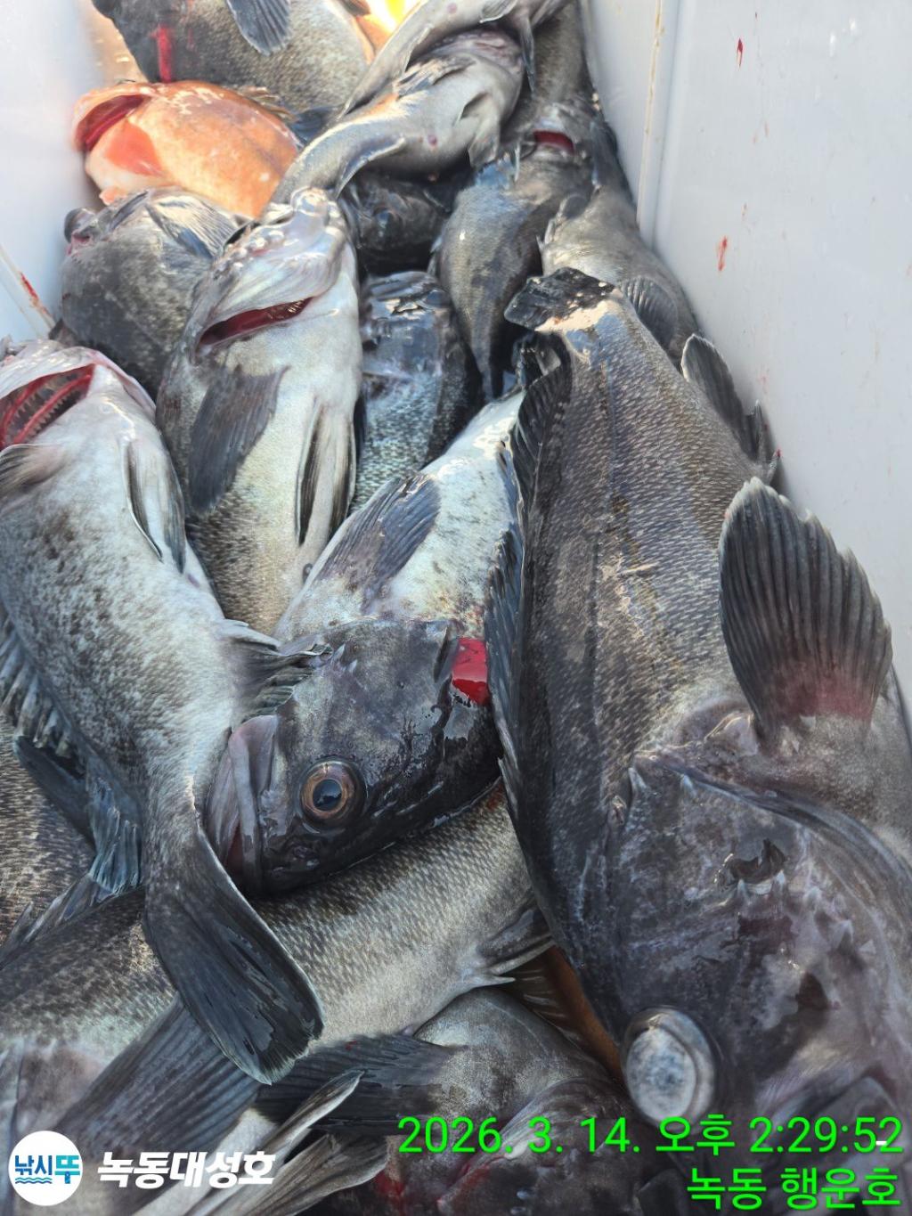 낚시뚜,우럭,열기,녹동항,녹동대성호,낚시뚜67