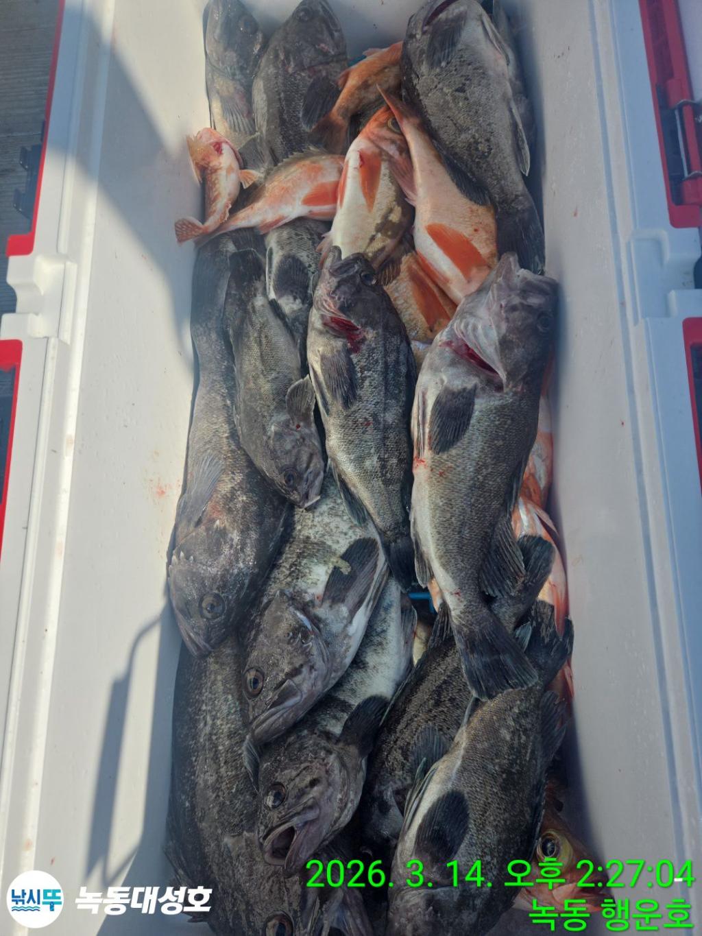 낚시뚜,우럭,열기,녹동항,녹동대성호,낚시뚜66