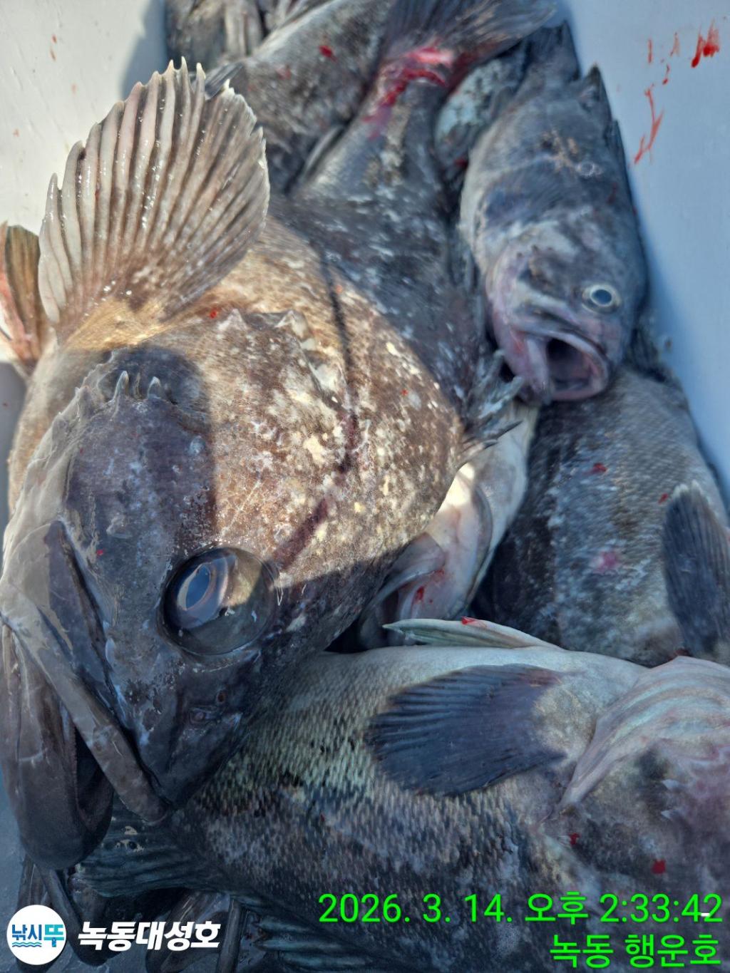 낚시뚜,우럭,열기,녹동항,녹동대성호,낚시뚜65