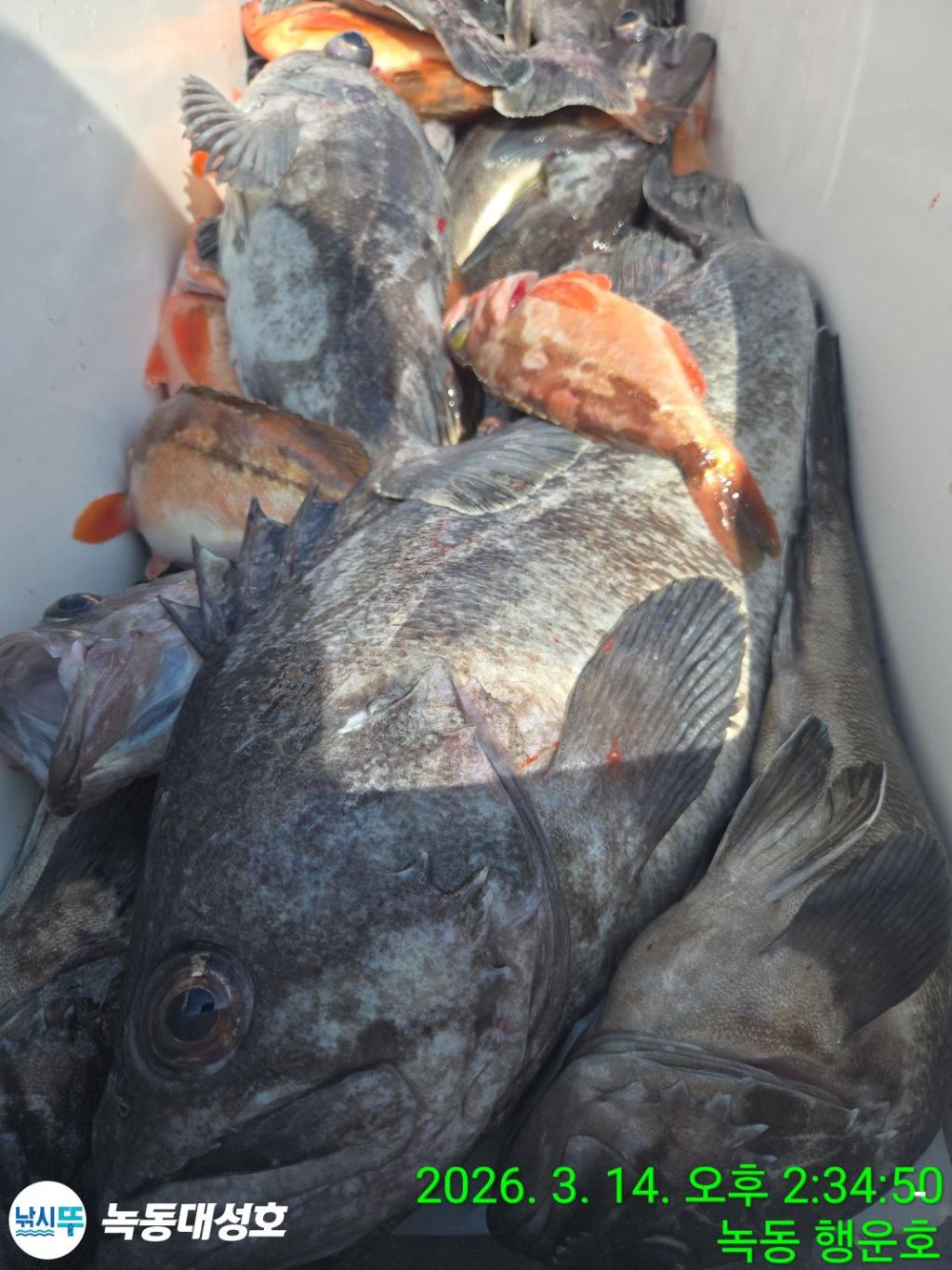 낚시뚜,우럭,열기,녹동항,녹동대성호,낚시뚜64