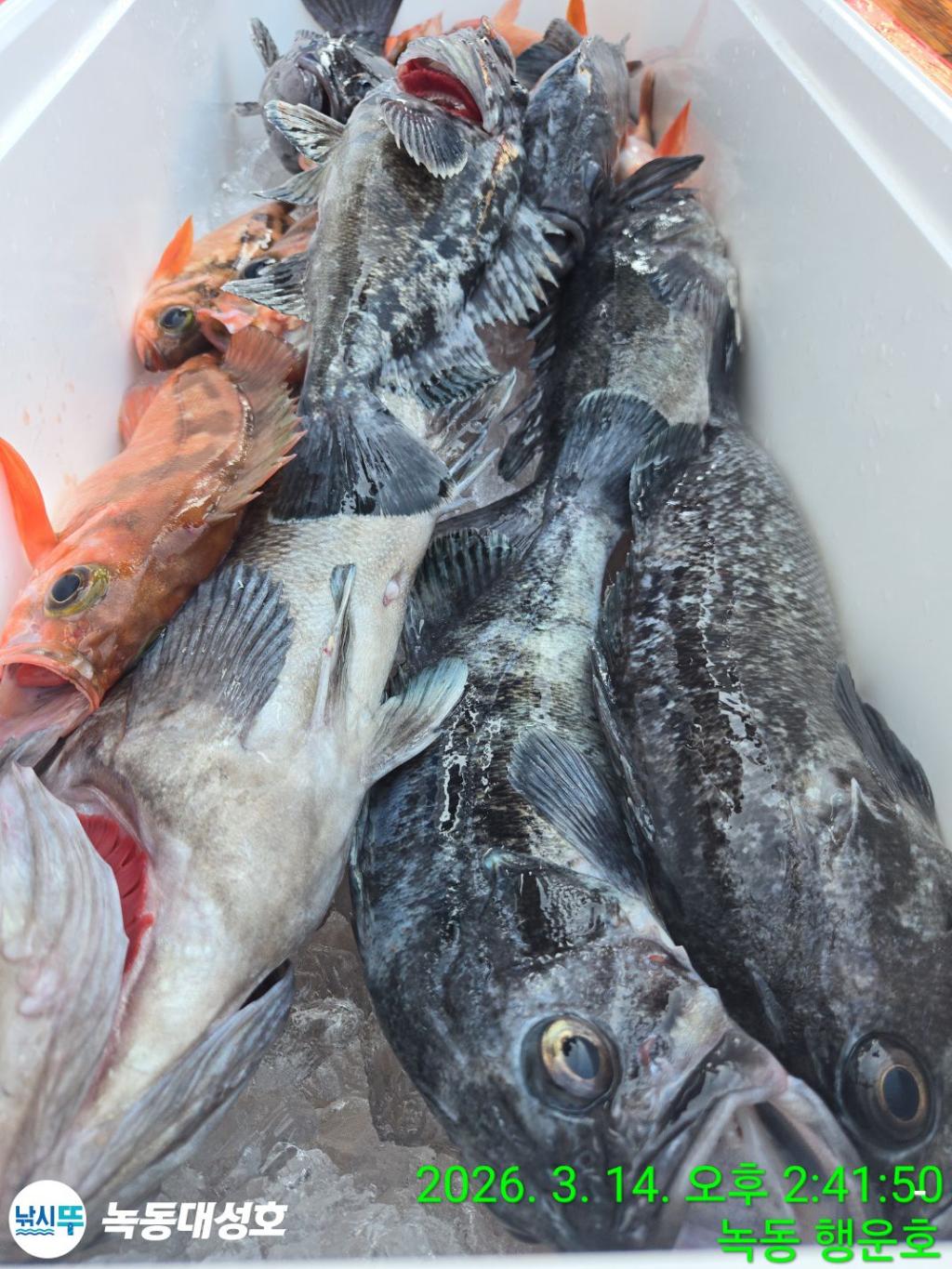 낚시뚜,우럭,열기,녹동항,녹동대성호,낚시뚜63