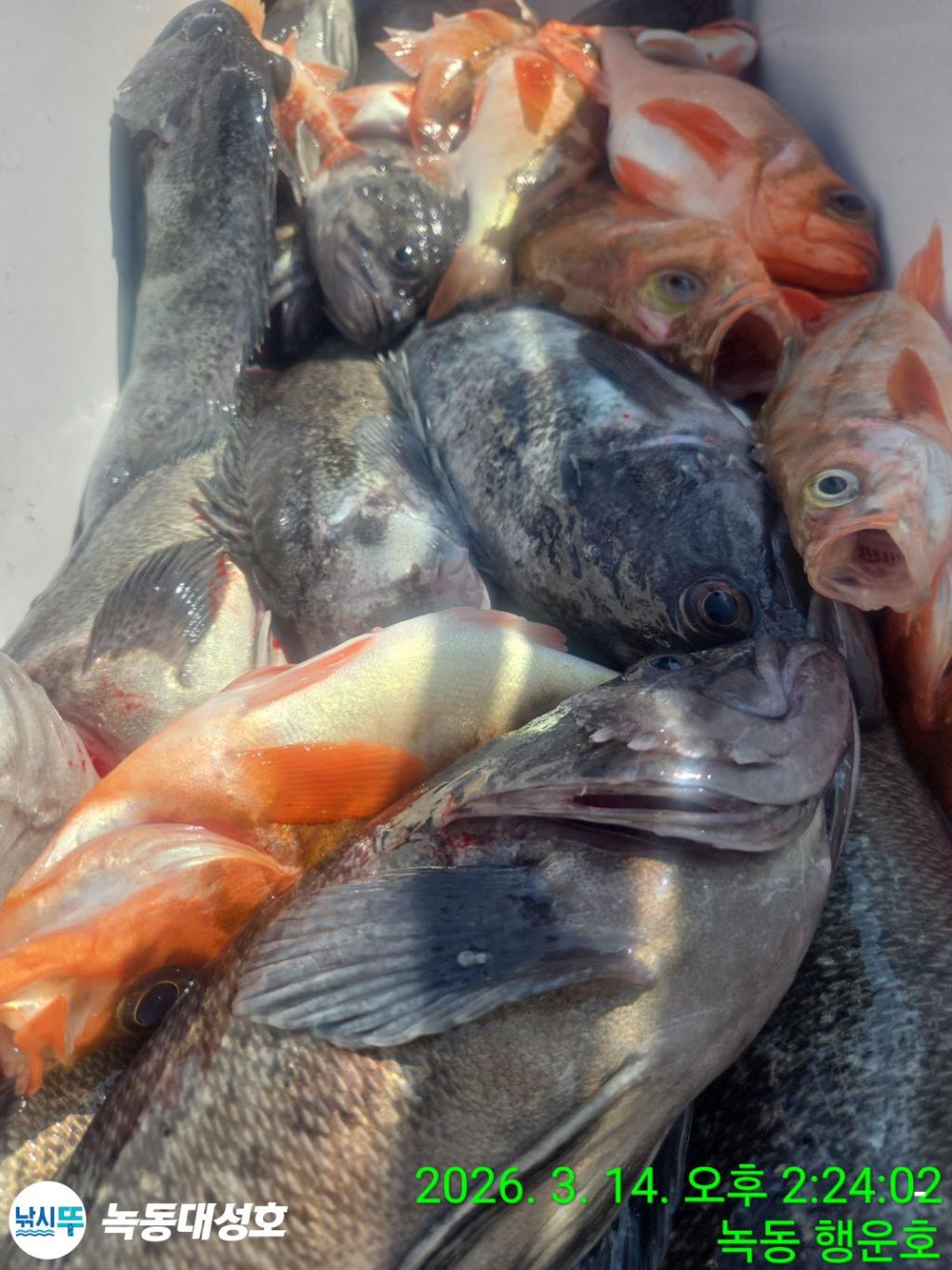 낚시뚜,우럭,열기,녹동항,녹동대성호,낚시뚜62