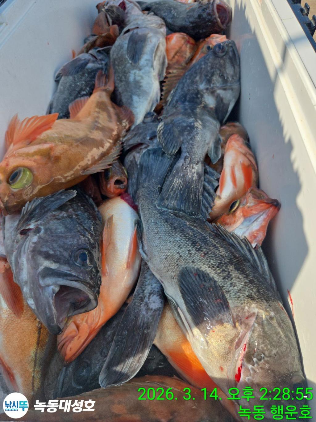 낚시뚜,우럭,열기,녹동항,녹동대성호,낚시뚜61