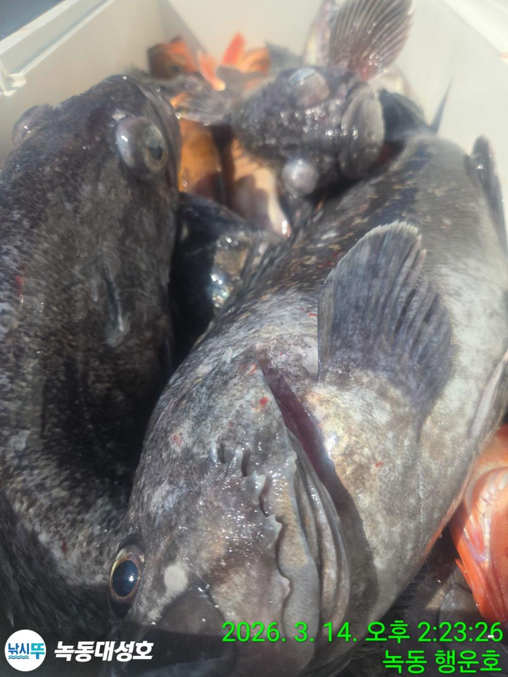 낚시뚜,우럭,열기,녹동항,녹동대성호,낚시뚜60