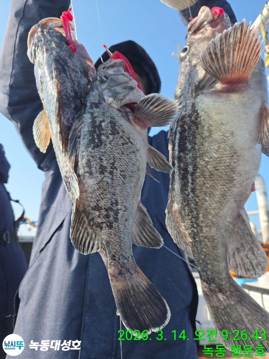 낚시뚜,우럭,열기,녹동항,녹동대성호,낚시뚜41