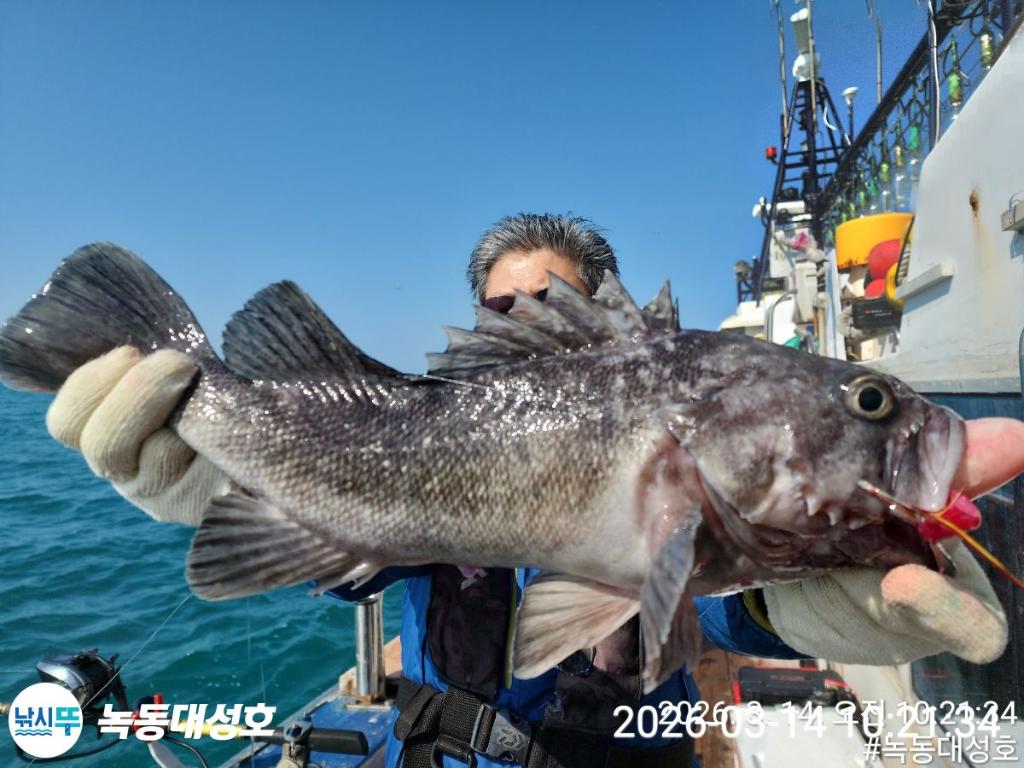 낚시뚜,우럭,열기,녹동항,녹동대성호,낚시뚜21