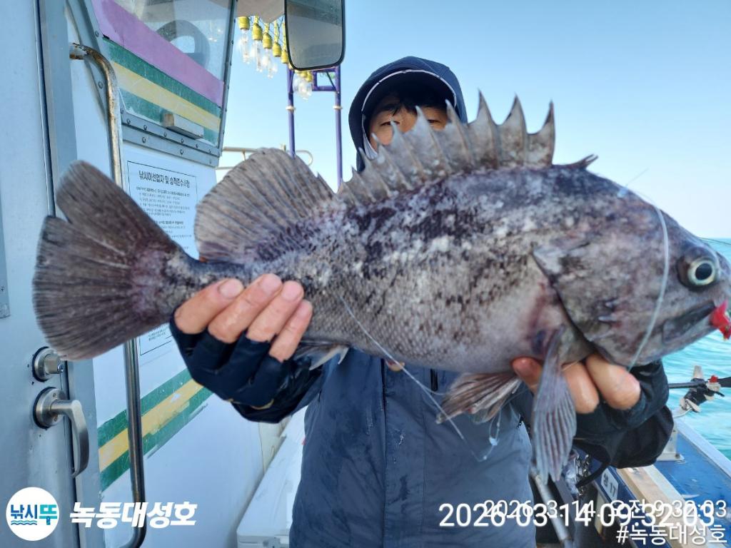 낚시뚜,우럭,열기,녹동항,녹동대성호,낚시뚜18