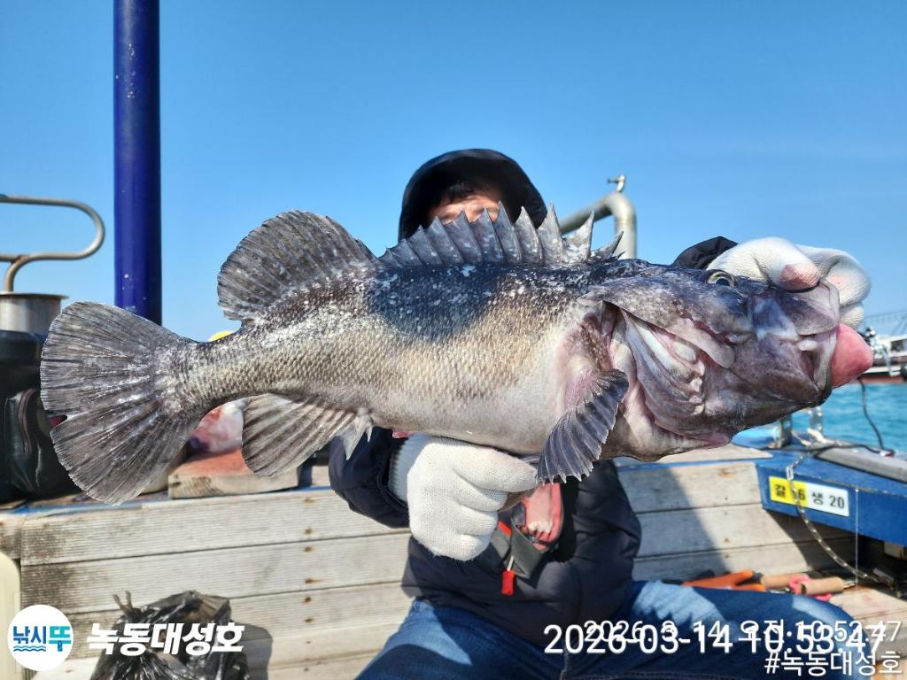 낚시뚜,우럭,열기,녹동항,녹동대성호,낚시뚜12