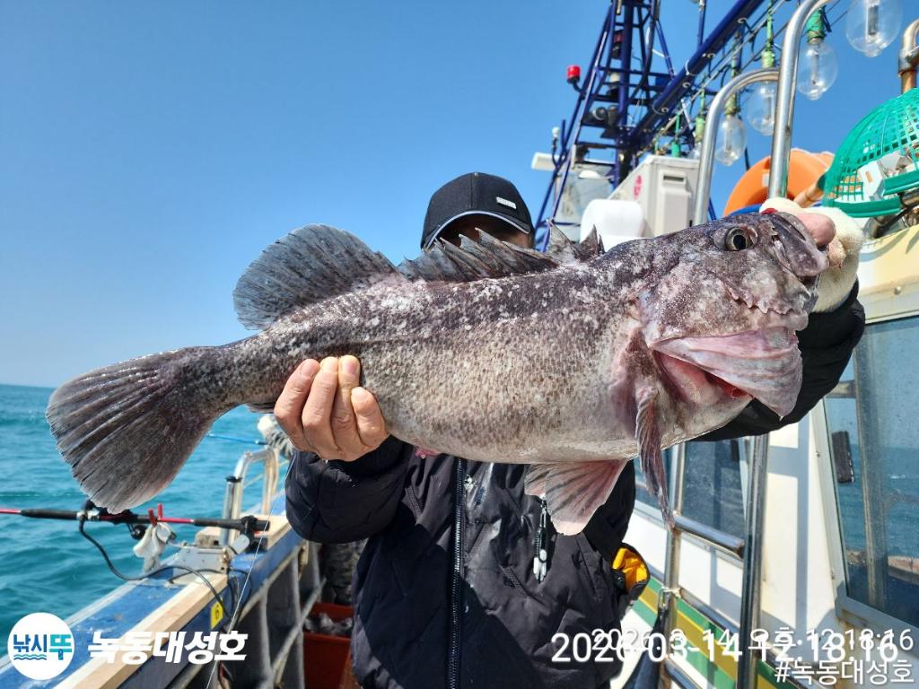 낚시뚜,우럭,열기,녹동항,녹동대성호,낚시뚜11