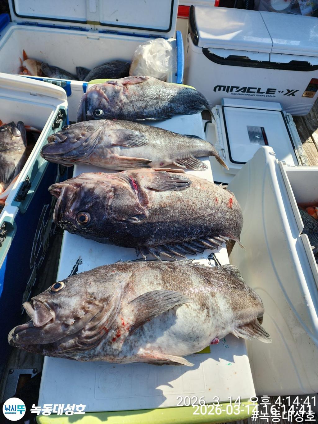 낚시뚜,우럭,열기,녹동항,녹동대성호,낚시뚜10