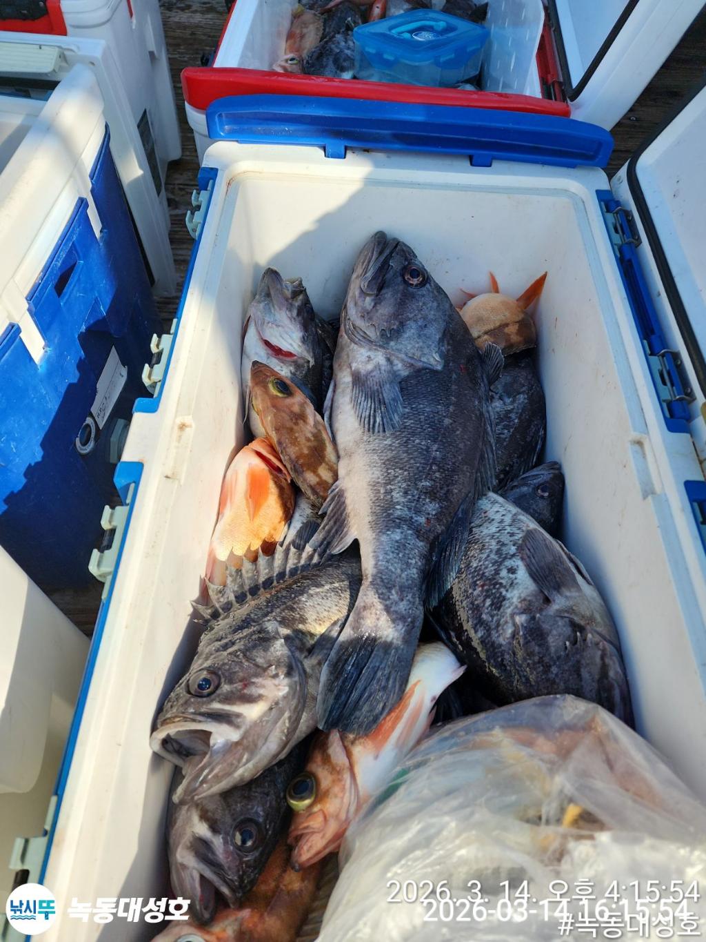 낚시뚜,우럭,열기,녹동항,녹동대성호,낚시뚜9