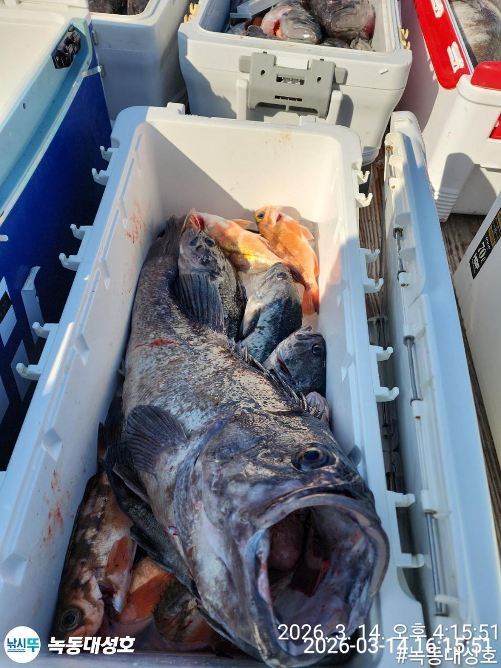 낚시뚜,우럭,열기,녹동항,녹동대성호,낚시뚜8