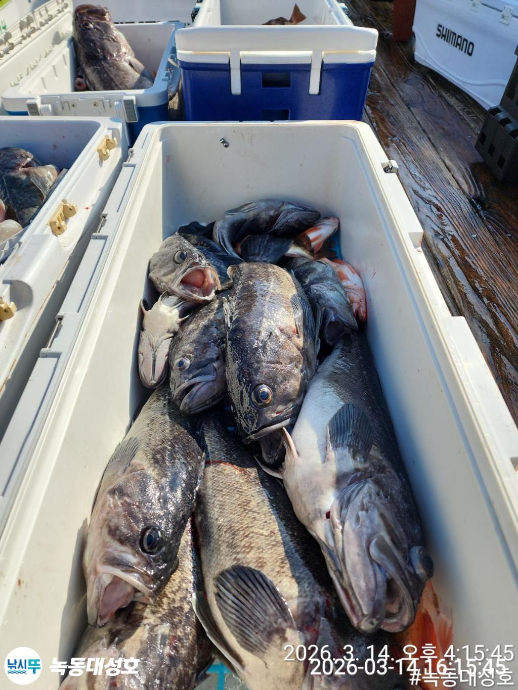 낚시뚜,우럭,열기,녹동항,녹동대성호,낚시뚜7