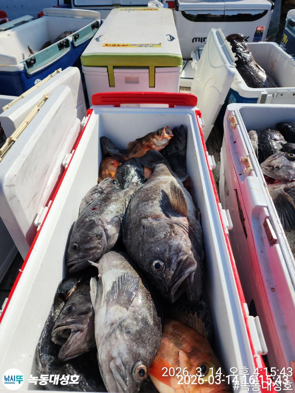 낚시뚜,우럭,열기,녹동항,녹동대성호,낚시뚜6