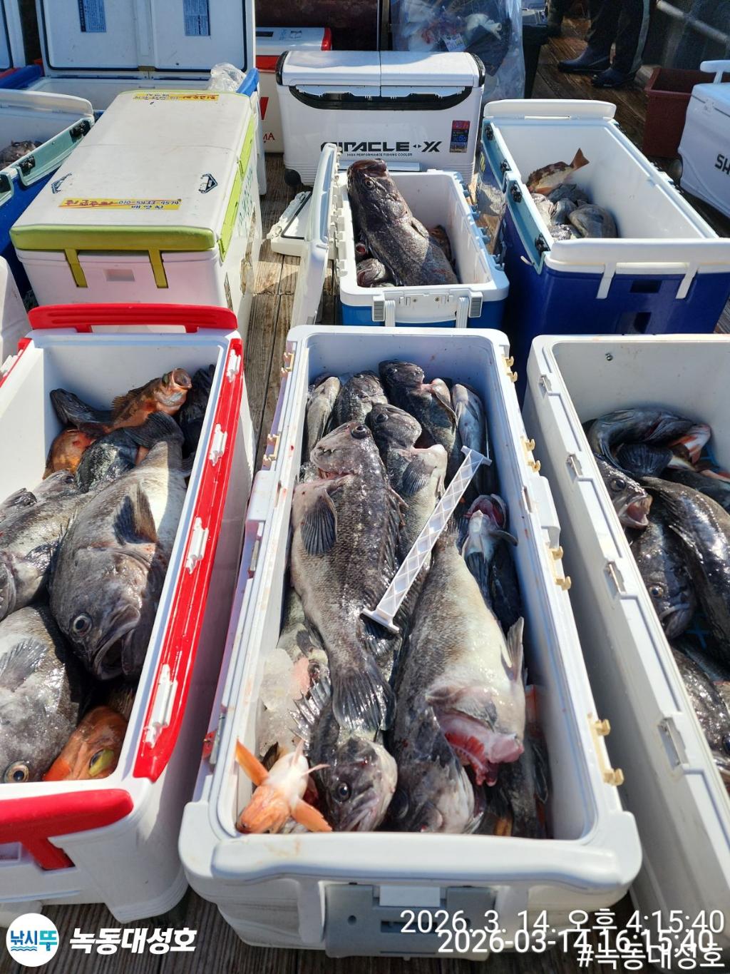 낚시뚜,우럭,열기,녹동항,녹동대성호,낚시뚜5