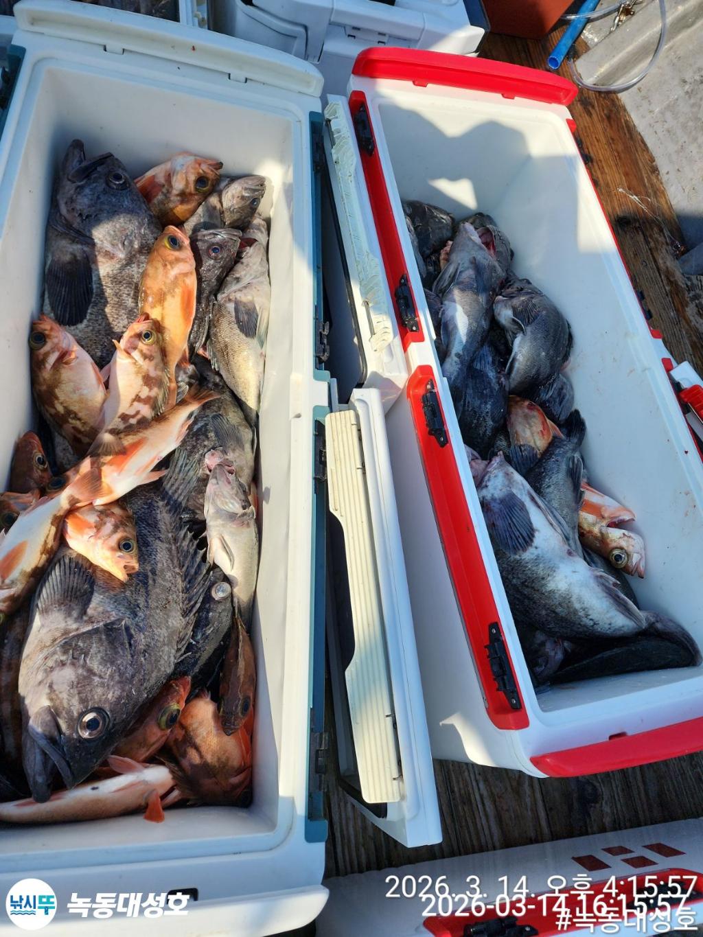 낚시뚜,우럭,열기,녹동항,녹동대성호,낚시뚜3