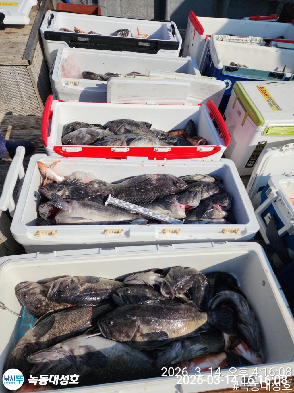 낚시뚜,우럭,열기,녹동항,녹동대성호,낚시뚜2