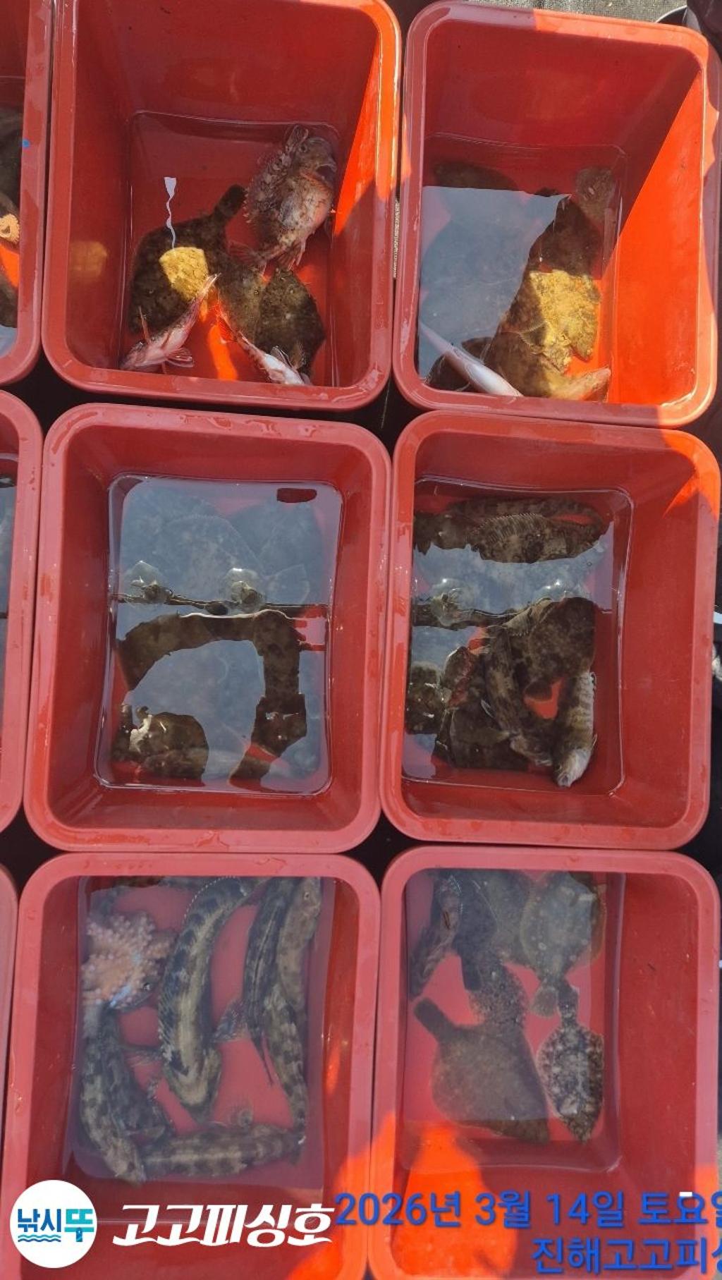 낚시뚜,,속천항(진해),고고피싱호,낚시뚜21