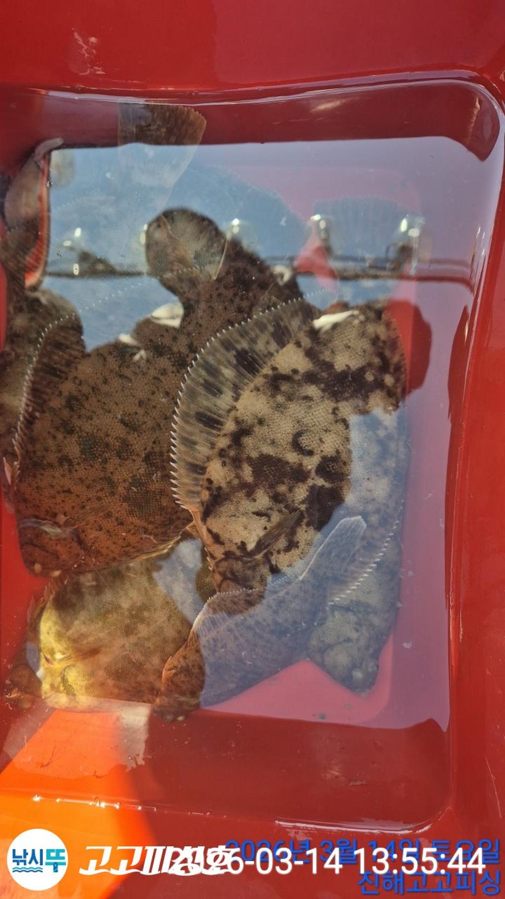 낚시뚜,,속천항(진해),고고피싱호,낚시뚜19