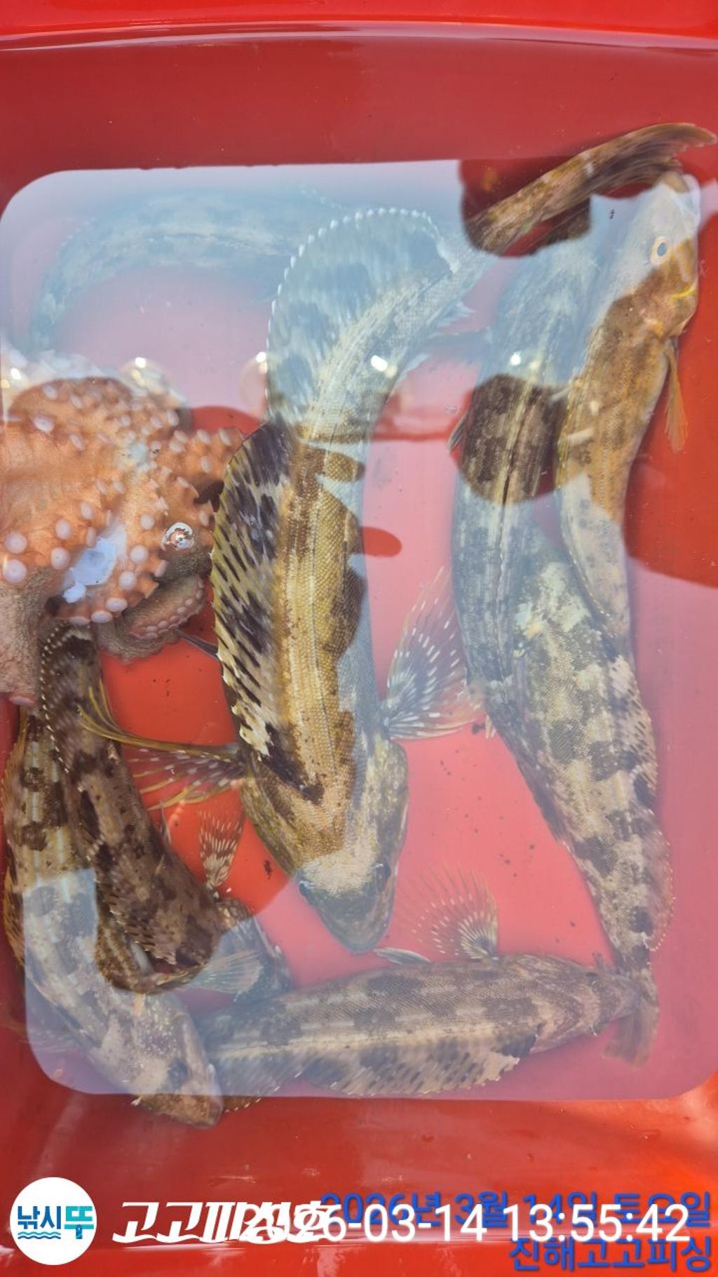 낚시뚜,,속천항(진해),고고피싱호,낚시뚜18