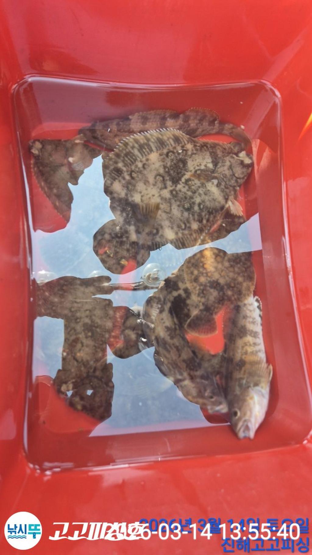 낚시뚜,,속천항(진해),고고피싱호,낚시뚜17