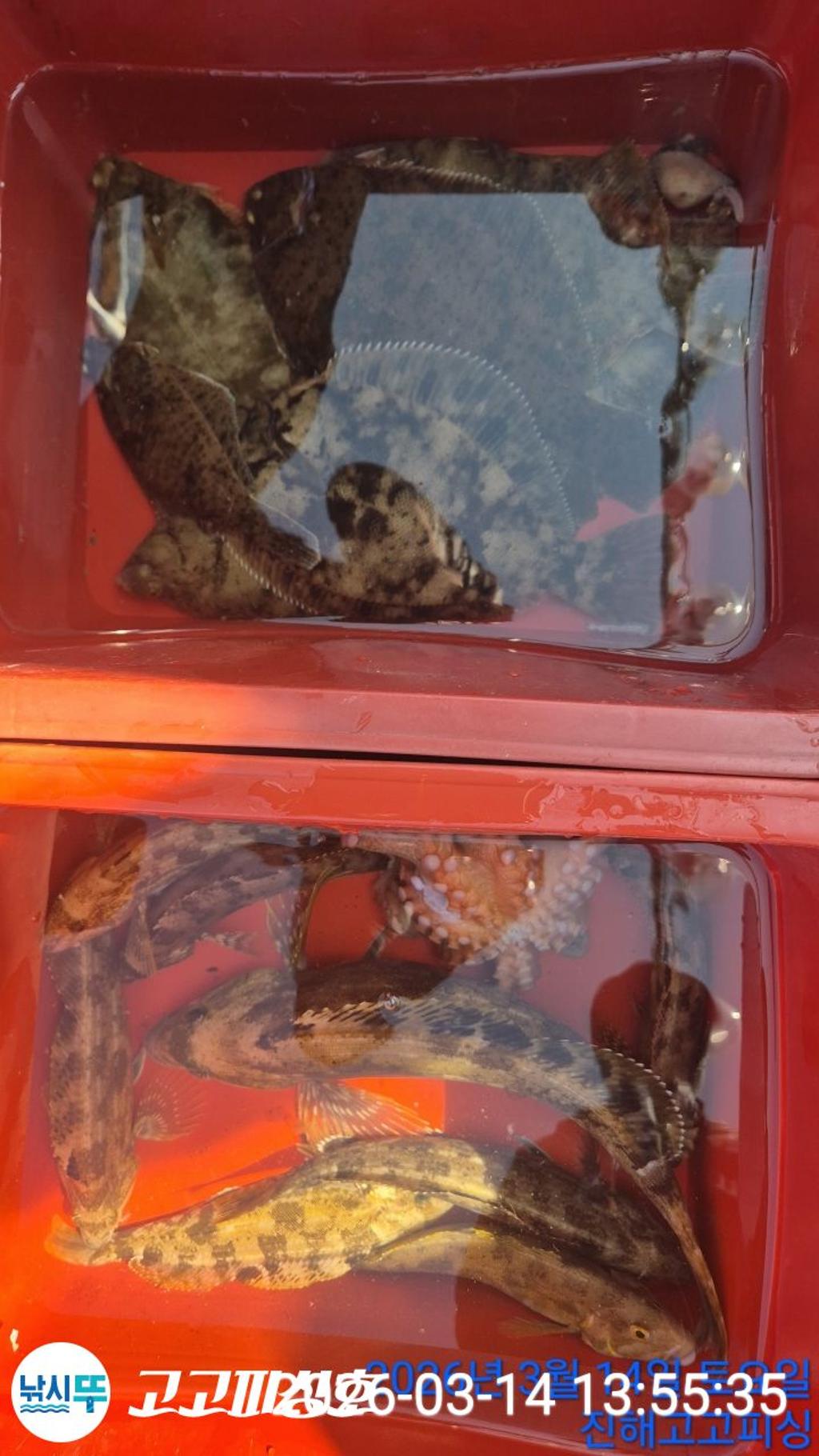 낚시뚜,,속천항(진해),고고피싱호,낚시뚜15