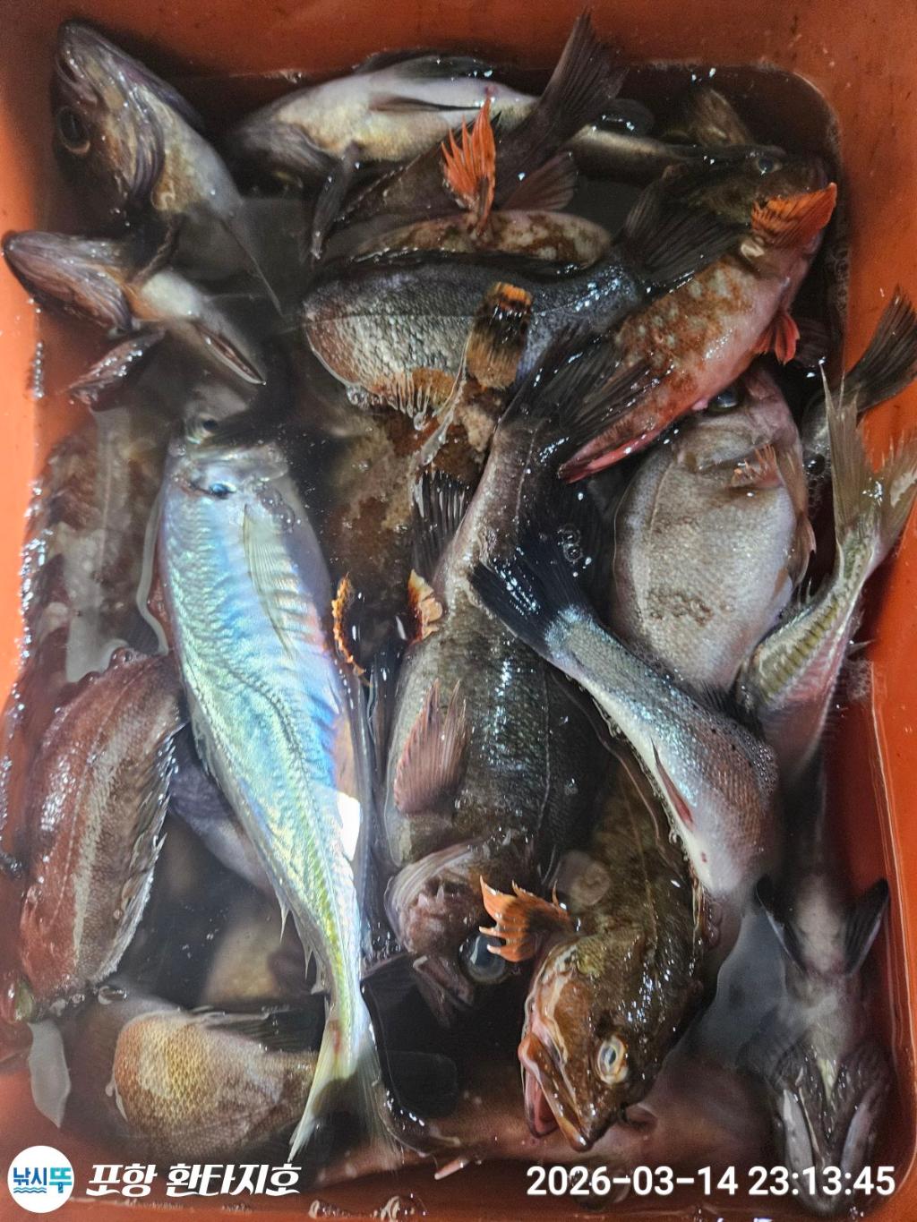 낚시뚜,볼락,포항 동빈항,포항 환타지호,낚시뚜8