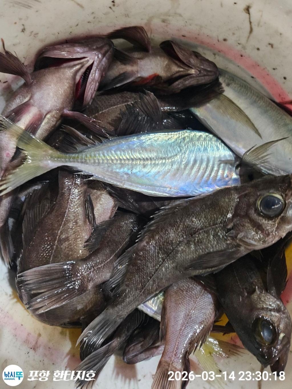 낚시뚜,볼락,포항 동빈항,포항 환타지호,낚시뚜5