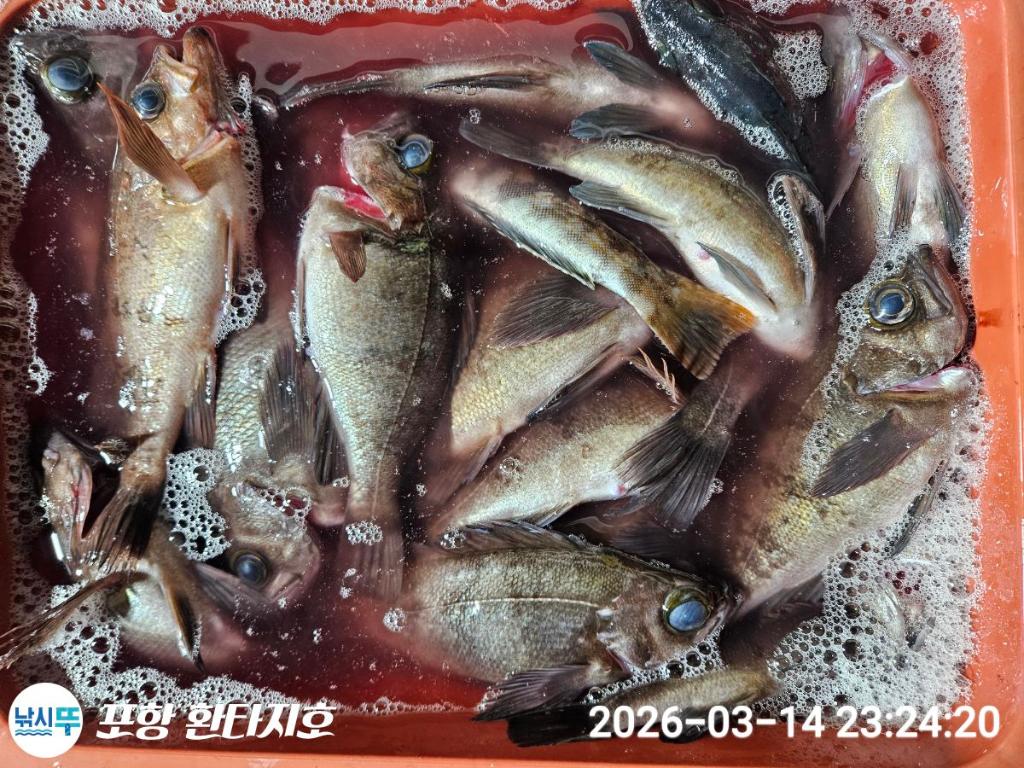 낚시뚜,볼락,포항 동빈항,포항 환타지호,낚시뚜3