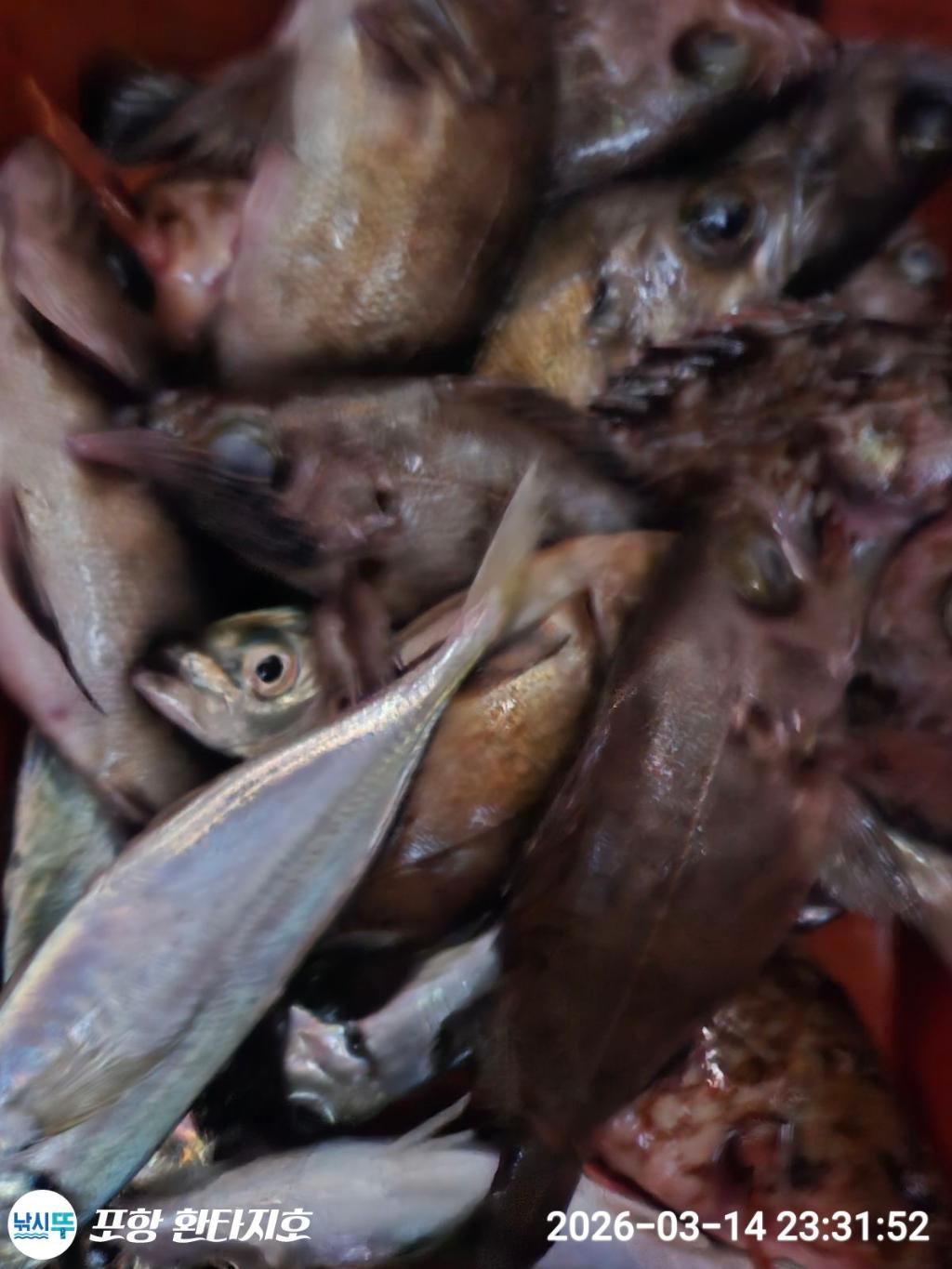 낚시뚜,볼락,포항 동빈항,포항 환타지호,낚시뚜0