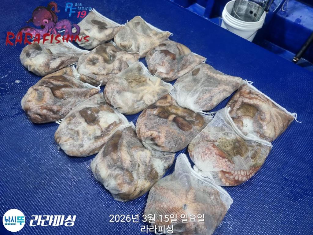 낚시뚜,낙지,속천항(진해),라라피싱,낚시뚜13