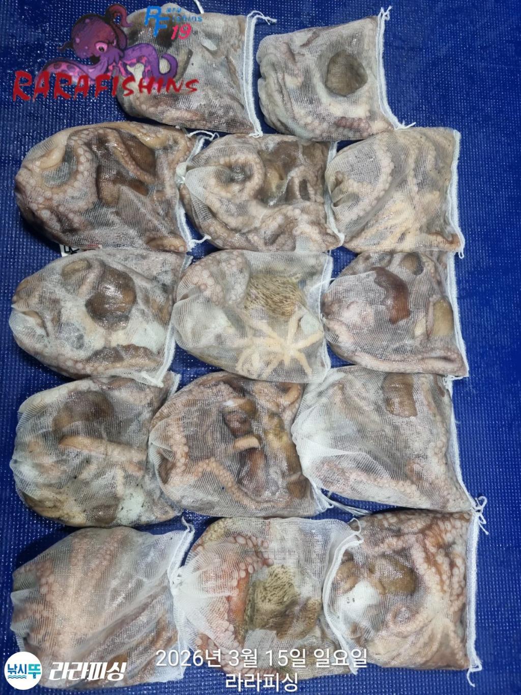 낚시뚜,낙지,속천항(진해),라라피싱,낚시뚜22