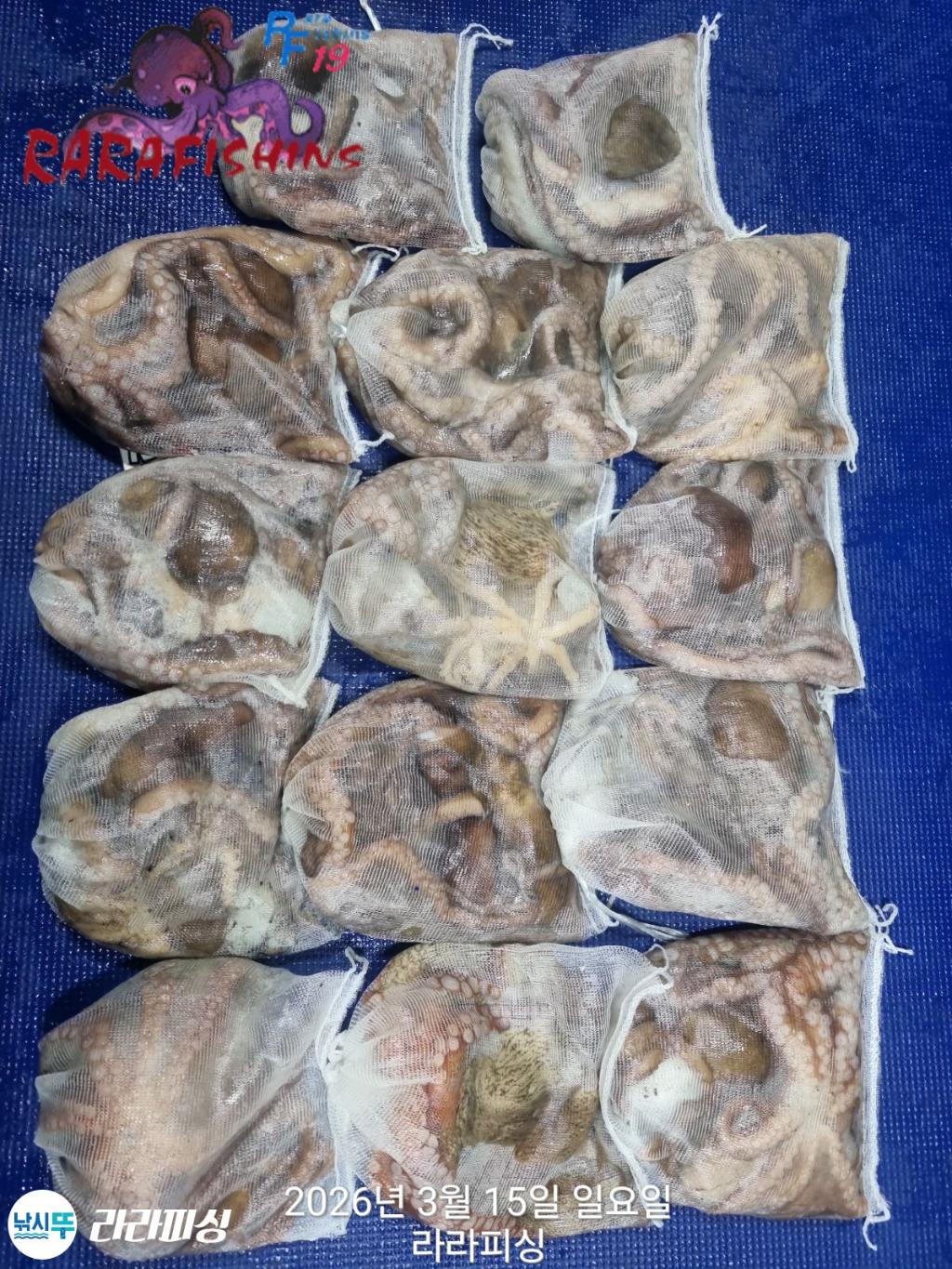 낚시뚜,낙지,속천항(진해),라라피싱,낚시뚜21