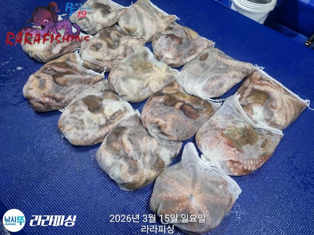 낚시뚜,낙지,속천항(진해),라라피싱,낚시뚜20