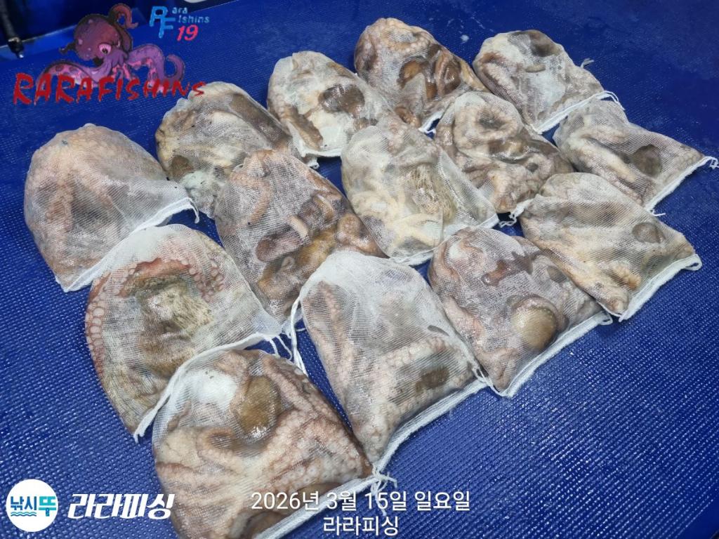 낚시뚜,낙지,속천항(진해),라라피싱,낚시뚜18