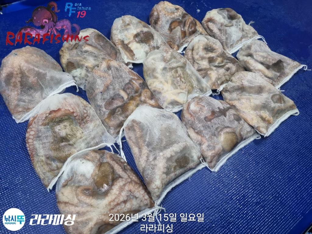 낚시뚜,낙지,속천항(진해),라라피싱,낚시뚜17