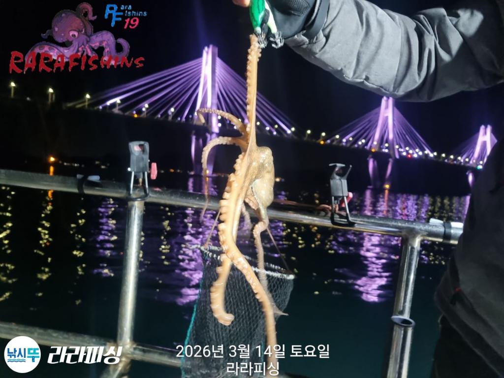 낚시뚜,낙지,속천항(진해),라라피싱,낚시뚜15