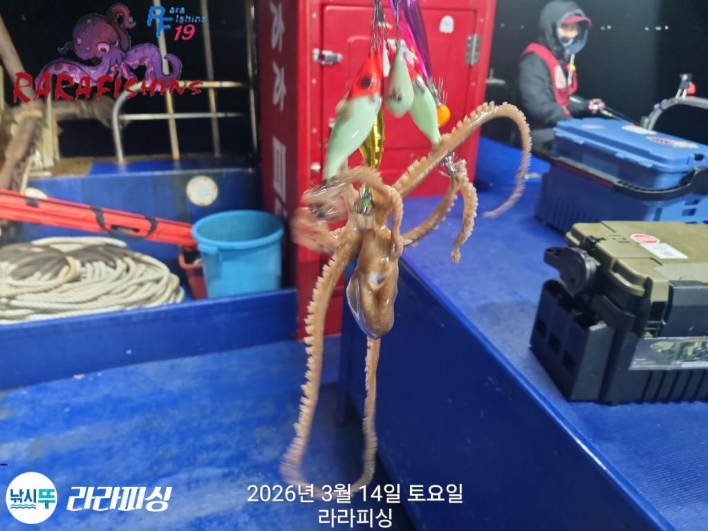 낚시뚜,낙지,속천항(진해),라라피싱,낚시뚜13