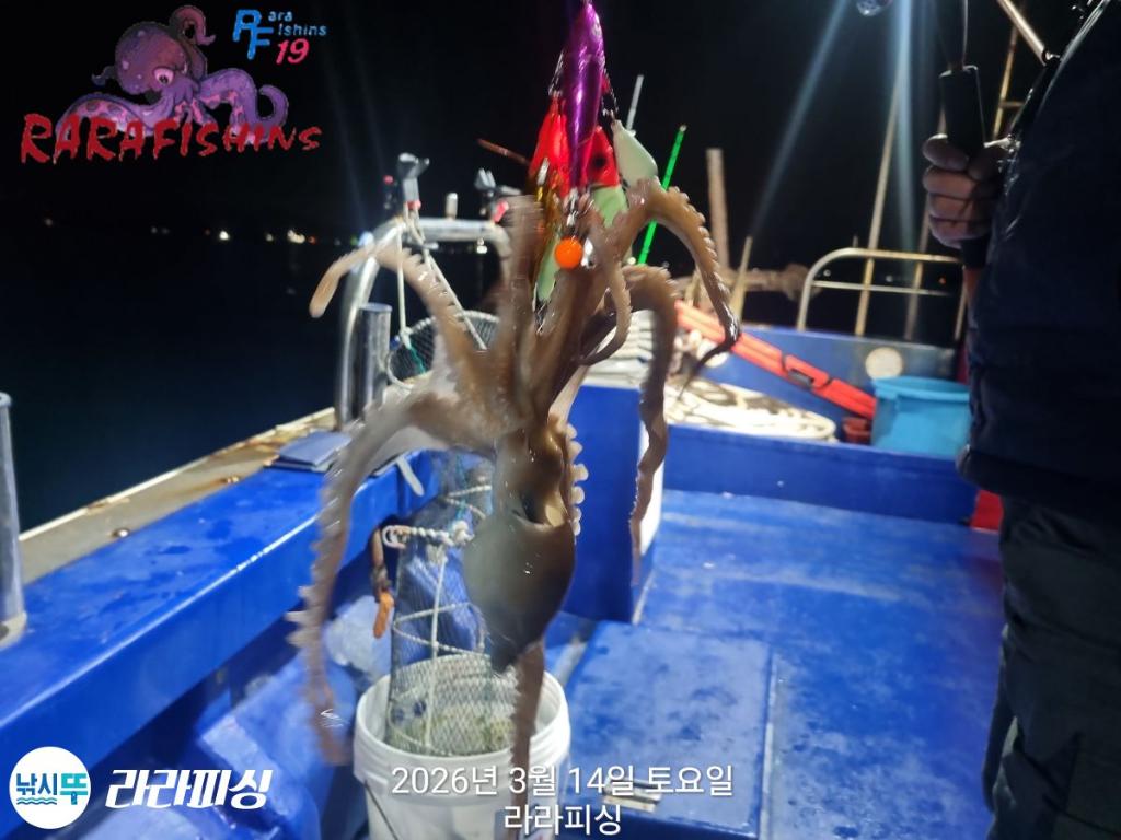 낚시뚜,낙지,속천항(진해),라라피싱,낚시뚜11