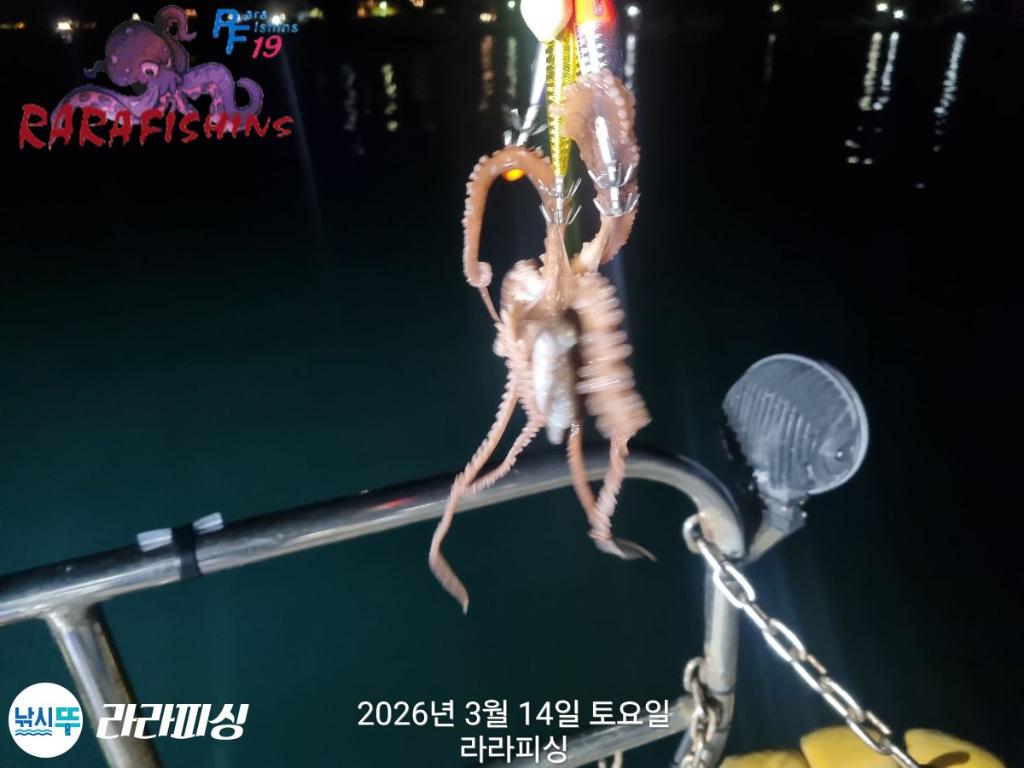 낚시뚜,낙지,속천항(진해),라라피싱,낚시뚜9