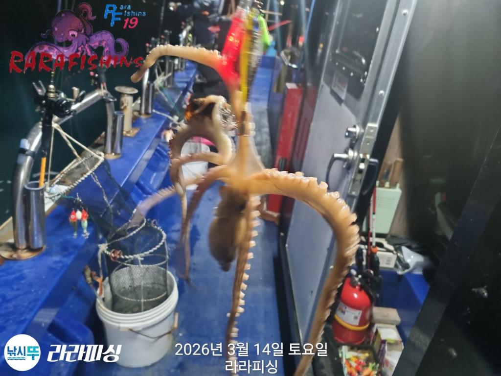 낚시뚜,낙지,속천항(진해),라라피싱,낚시뚜8