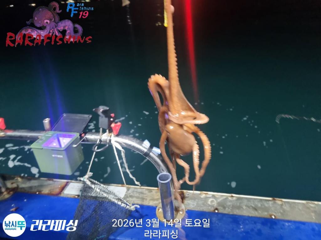 낚시뚜,낙지,속천항(진해),라라피싱,낚시뚜5