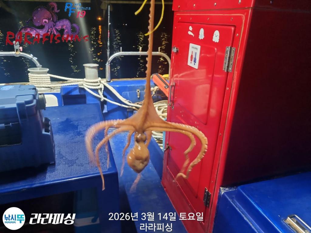 낚시뚜,낙지,속천항(진해),라라피싱,낚시뚜3