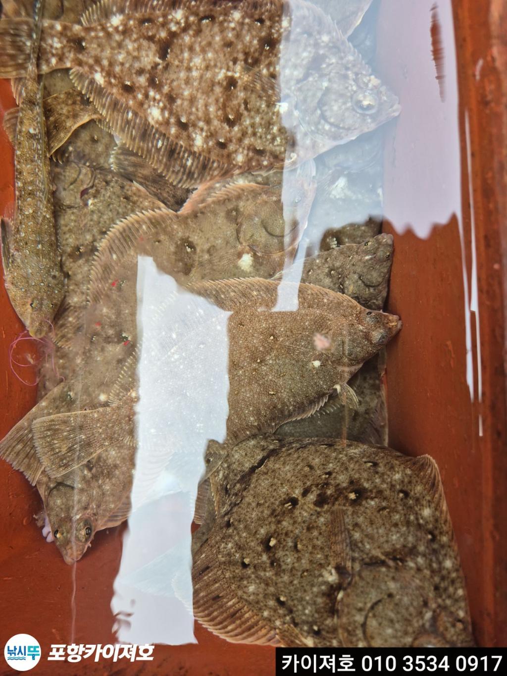 낚시뚜,도다리,영일만항,포항카이져호,낚시뚜41