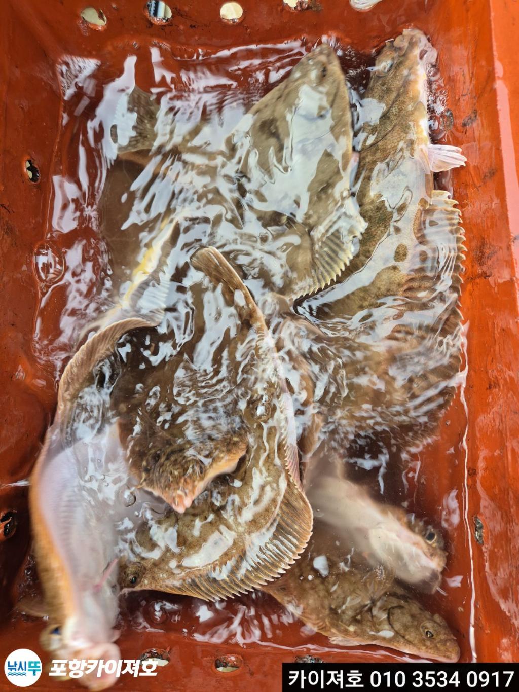 낚시뚜,도다리,영일만항,포항카이져호,낚시뚜40