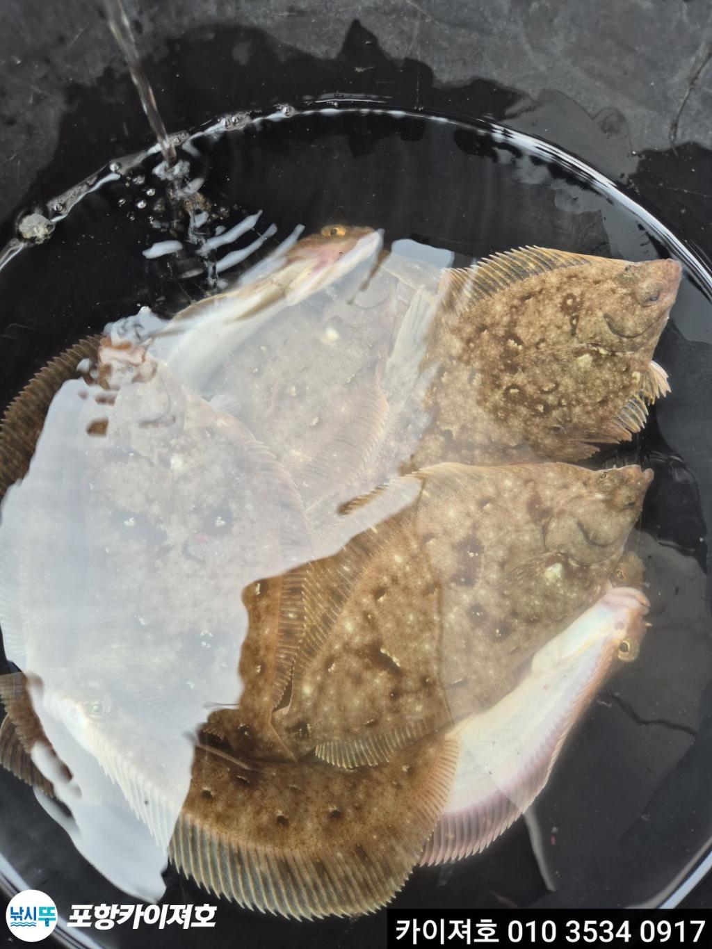 낚시뚜,도다리,영일만항,포항카이져호,낚시뚜39