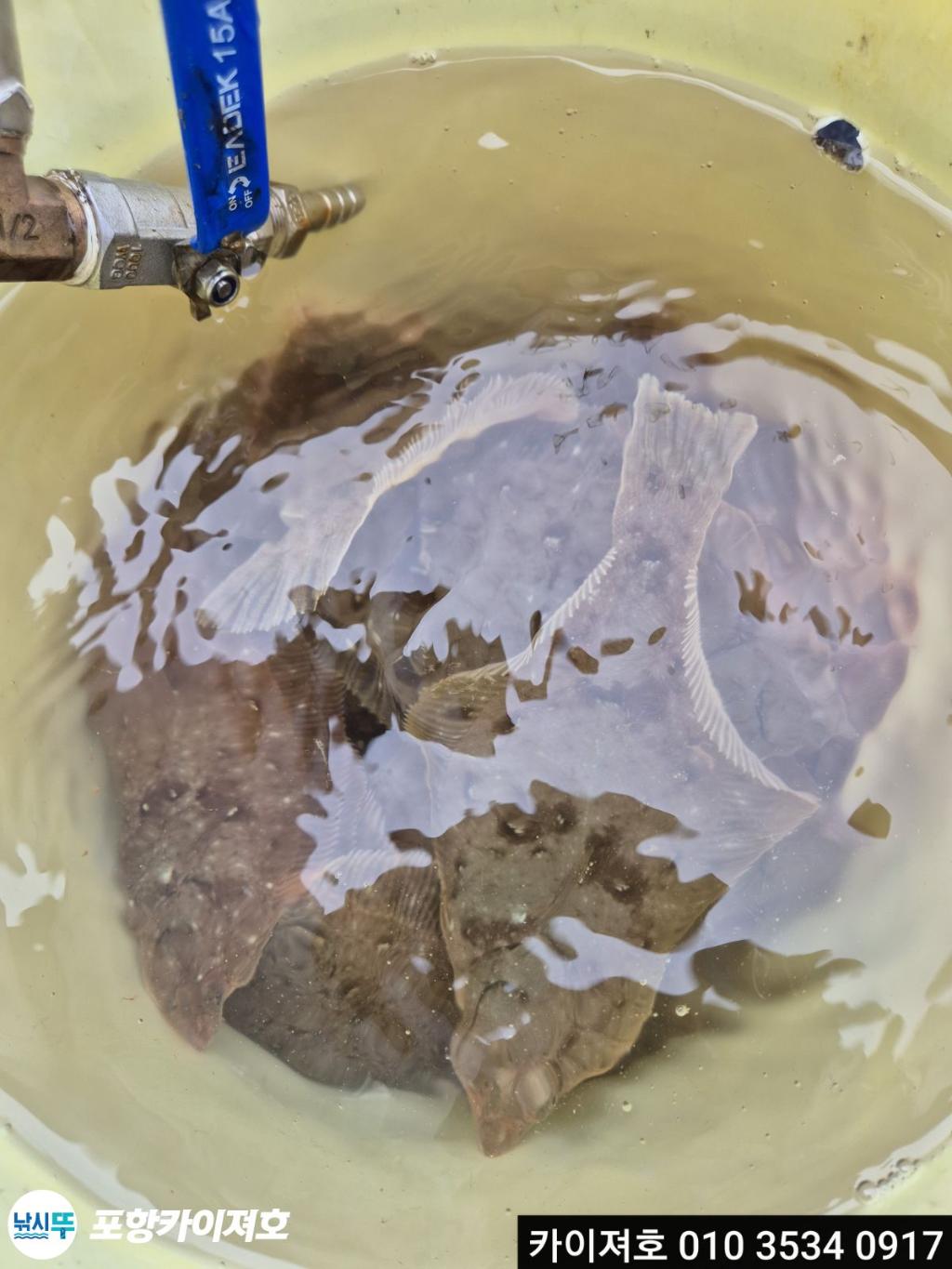 낚시뚜,도다리,영일만항,포항카이져호,낚시뚜38