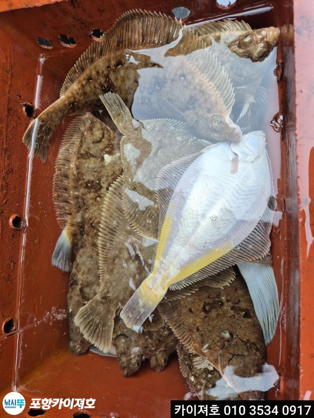 낚시뚜,도다리,영일만항,포항카이져호,낚시뚜32